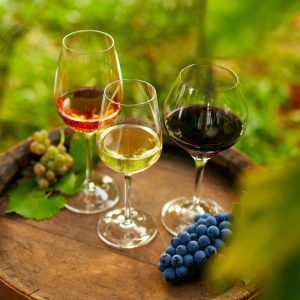 Premium Wine Day Casablanca Valley